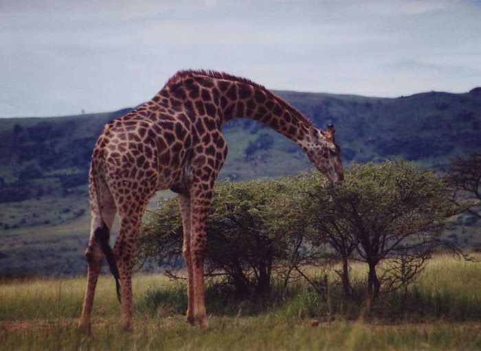 Giraffe - Nice Photo Collection Part II...